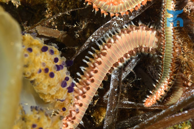  Feuerwürmer zwischen Seegrasblättern und toter Qualle © Robert Hansen