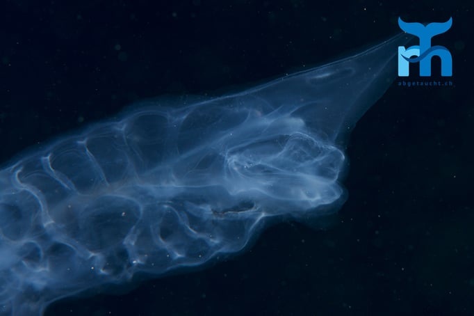  Bundbereich einer Qualle © Robert Hansen, April 2016