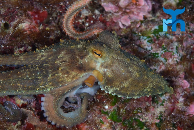  Der Oktopus setzt zur Flucht an © Robert Hansen, Gozo Oktober 2015