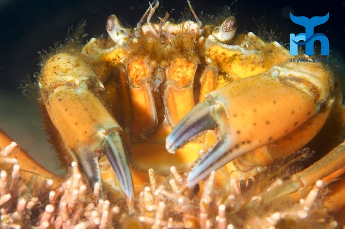  Posieren auf der Hartkoralle in drei Metern Tiefe © Robert Hansen
