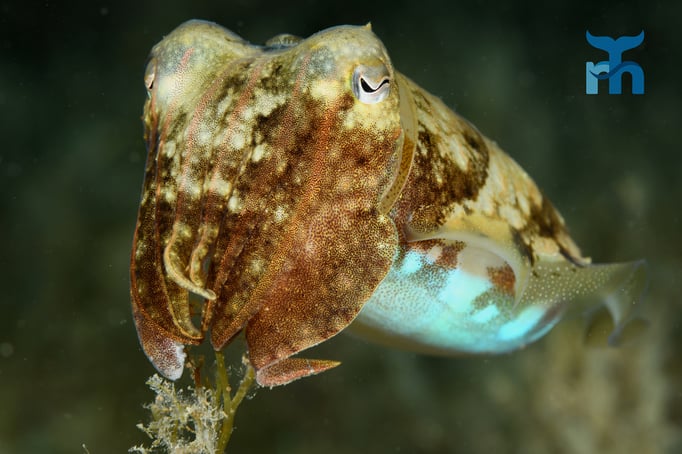  Sepia (Sepia officinalis) posiert ohne Scheu vor der Kamera © Robert Hansen