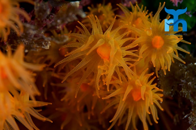  Filigrane Krustenanemone © Robert Hansen, April 2016