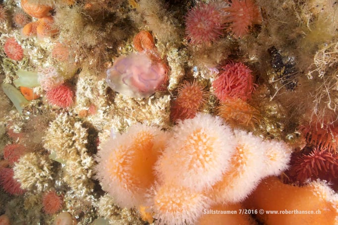  Reiches Leben auf engem Platz © Robert Hansen