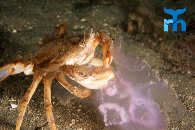 Im wahrsten Sinne des Wortes ein Ohrenschmaus. Krabbe mit Ohrenqualle © Robert Hansen