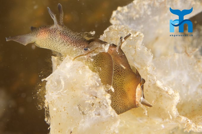  Schneckendoppelpack © Robert Hansen