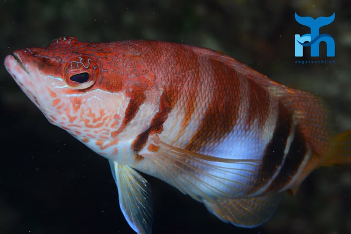  Die fotogenen Schriftbarsche halten geduldig als Fotomotiv hin © Robert Hansen, Gozo Oktober 2015