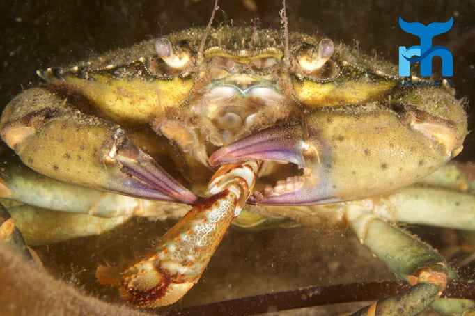  Guten Kannibalenappetit. Eine Krabbe verspeist einen Artgenossen © Robert Hansen