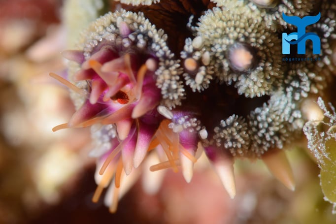  Eisseestern © Robert Hansen, Gozo Oktober 2015 