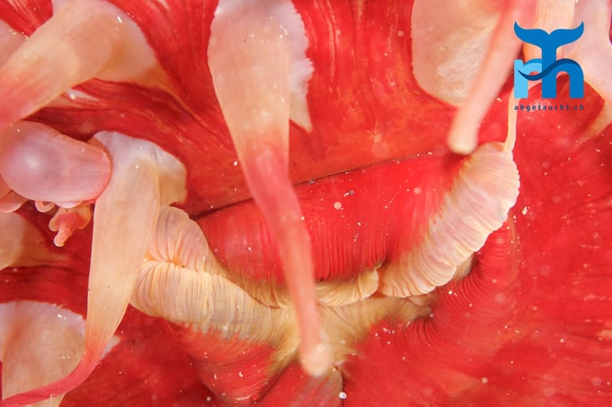  Nahe hingeschaut: Anemone © www.roberthansen.ch