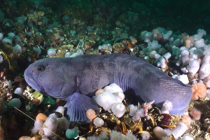  Seewolf in den Anemonen © Robert Hansen