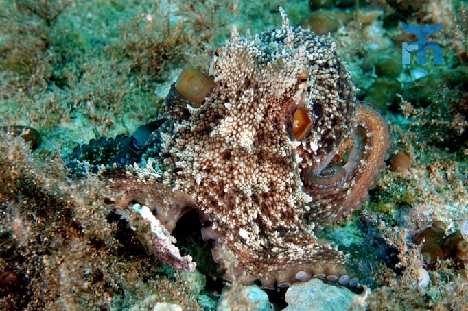  Der Oktopus posiert vor der Kamera mit Respekt und Neugierde © Robert Hansen