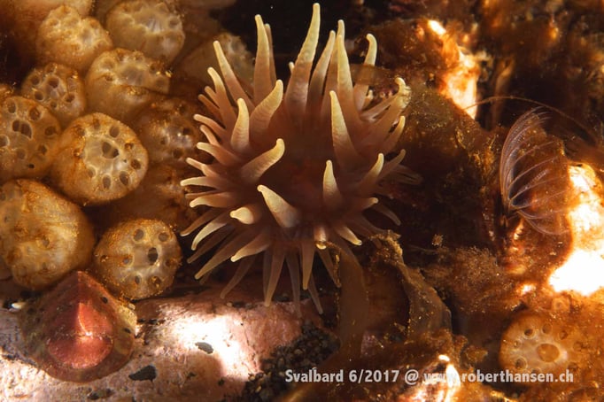  Schwämme, Anemone, Seepocke © Robert Hansen