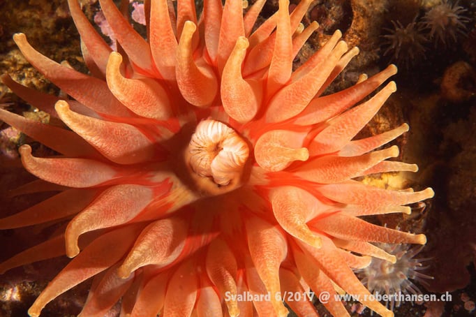  Anemone wartet auf Beute © Robert Hansen