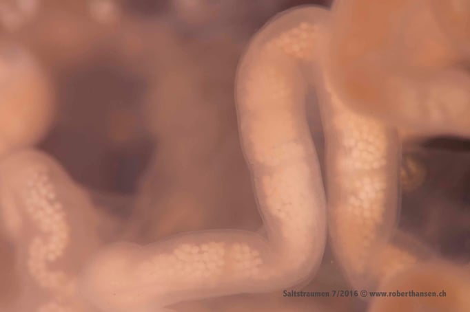  Die Nacktschnecken legen tausende Eier in einen gelartigen Schlauch © Robert Hansen 