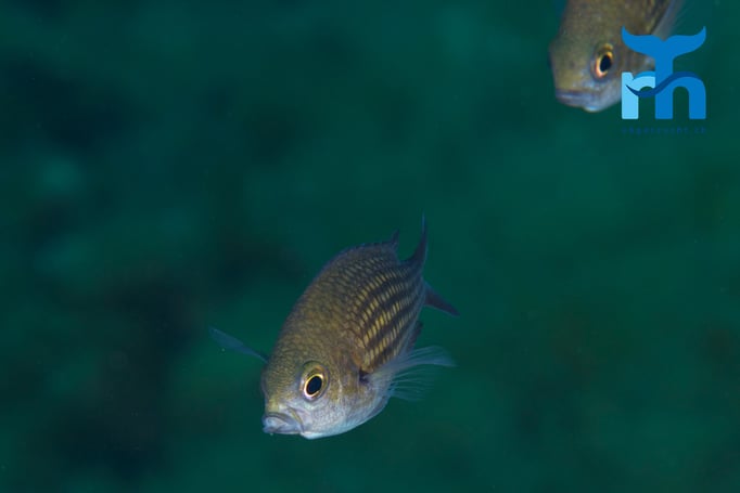  Mönchsfisch © Robert Hansen, April 2016