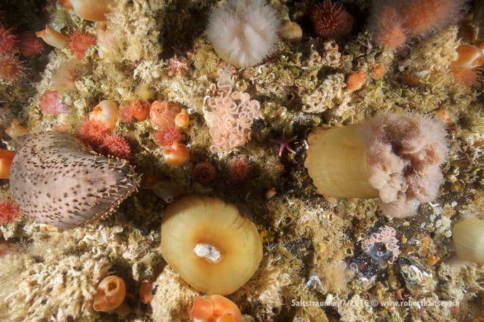  Viele Lebensformen auf engem Platz © Robert Hansen