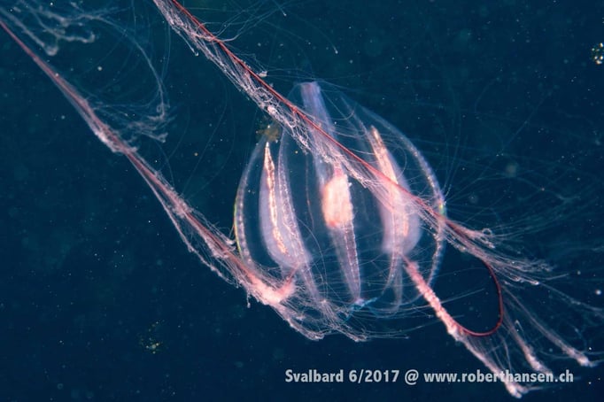  Qualle mit ihren Tentakeln © Robert Hansen