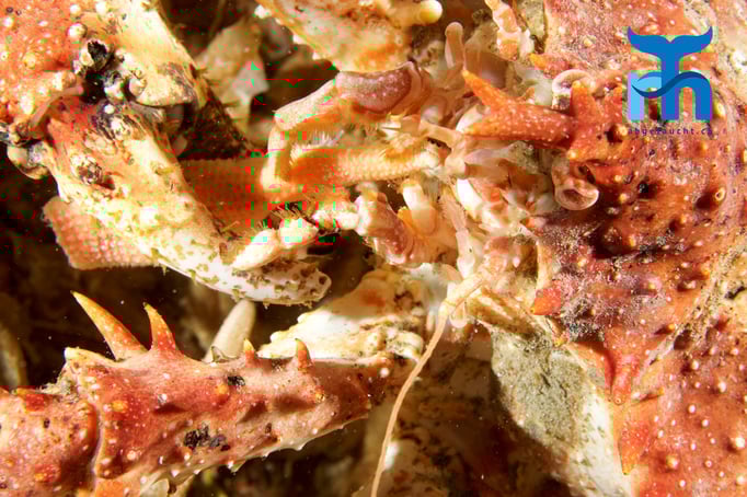  Eine Trolkrabbe verspeist einen Seestern © www.roberthansen.ch