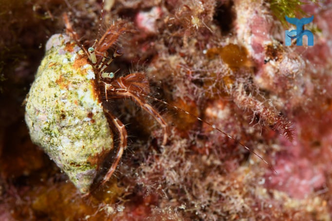  Einsiedlerkrebs mit schönem Haus krabbelt über die Korallen © Robert Hansen