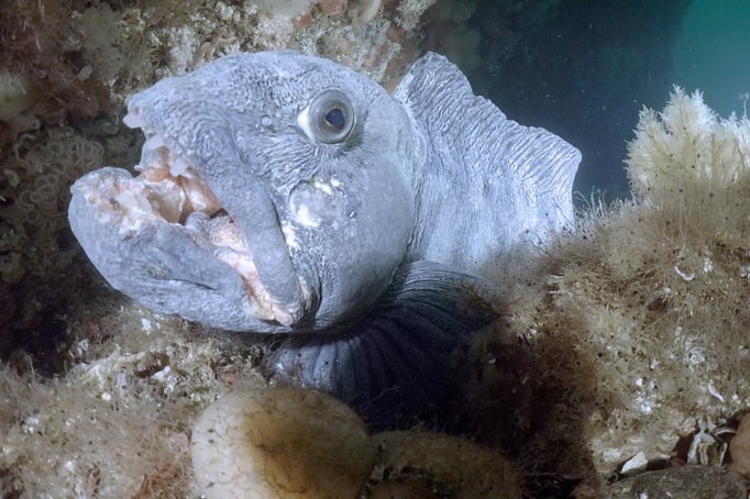  Der Seewolf mit starken Beissern © Robert Hansen