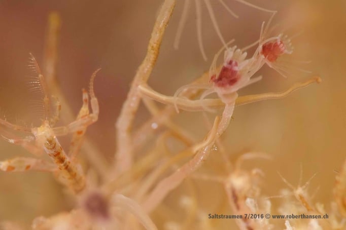  Gut getarnter Gespengstkrebs auf einem Blumenpolyp © Robert Hansen
