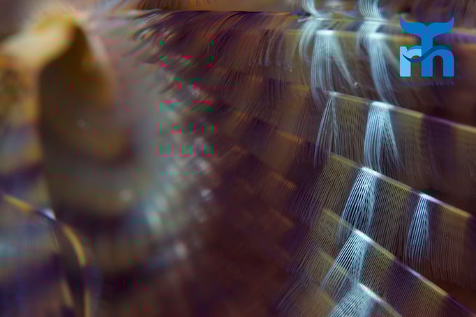  Tentakel einer Schraubensalbelle © Robert Hansen, April 2016