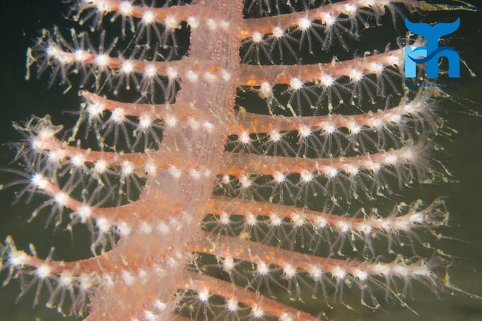  Sujet für die nächste Weihnachtskarte © www.roberthansen.ch