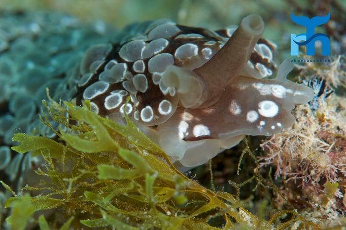  Gefleckte Ocellata im Flachwasser © Robert Hansen, April 2016