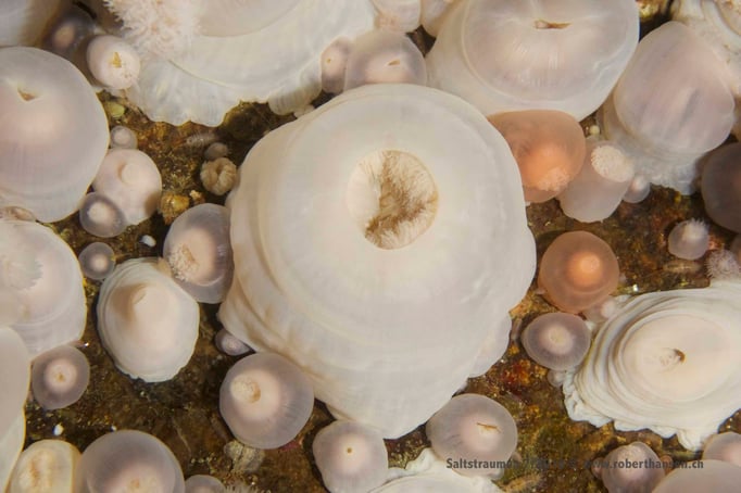  Weichkorallen mit eingezogenen Tentakeln © Robert Hansen