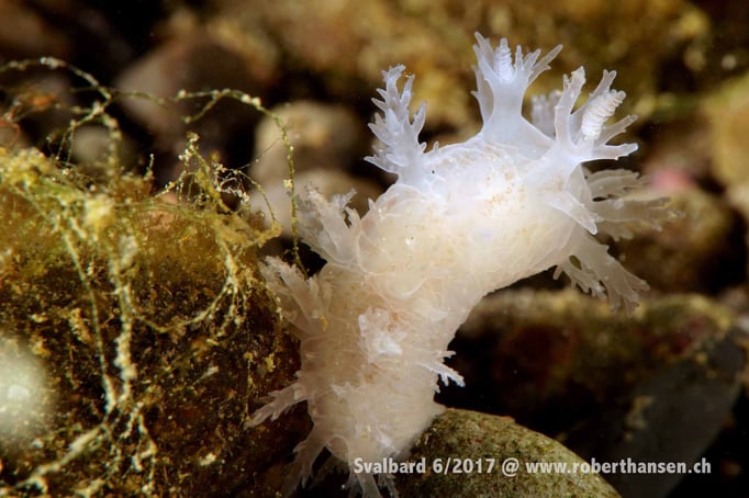  Nacktschnecke © Robert Hansen