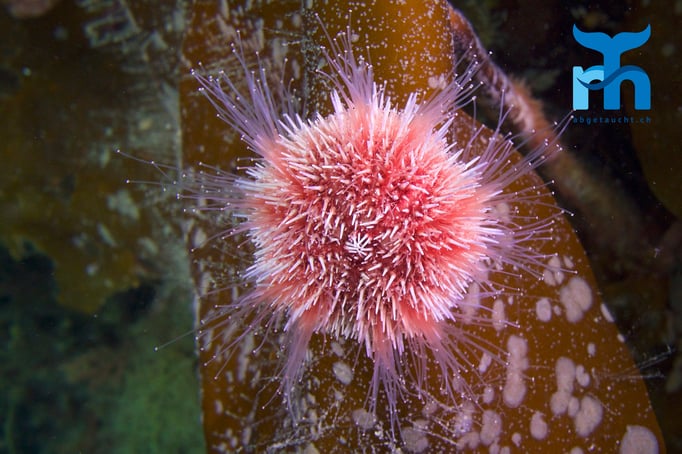  Seeigel auf Kelp © www.roberthansen.ch