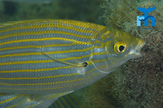  Goldstrieme vergnügt sich am Seegras © Robert Hansen, April 2016