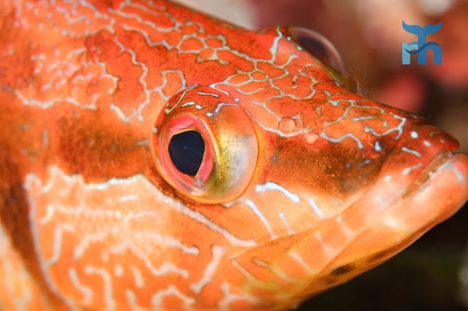  Schriftbarsch (Serranus scriba) in seiner Farbenpracht © Robert Hansen