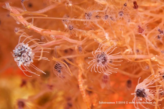  Gespengtkrebs gut getarnt in Blumenpolypen © Robert Hansen