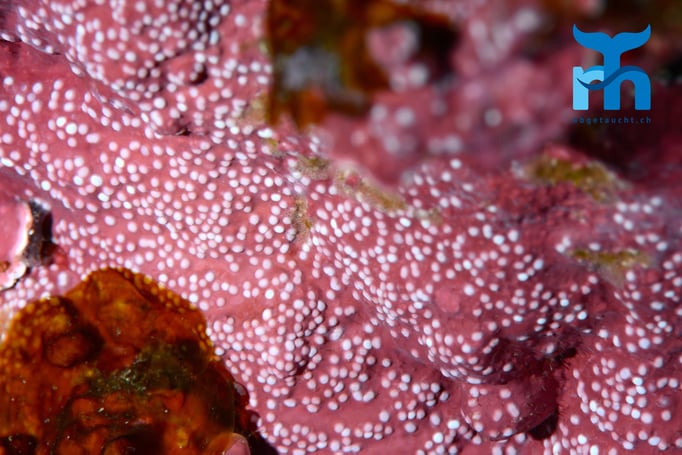  Pickelelige Rosakoralle? Genaue Artenbezeichnung willkommen © Robert Hansen, Gozo Oktober 2015