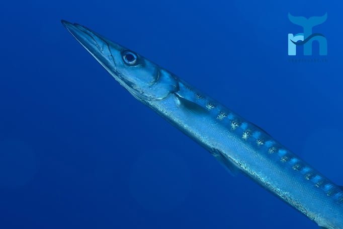  Ein Barakuda im Blauwasser auf 20 Metern Tiefe © Robert Hansen, Gozo Oktober 2015