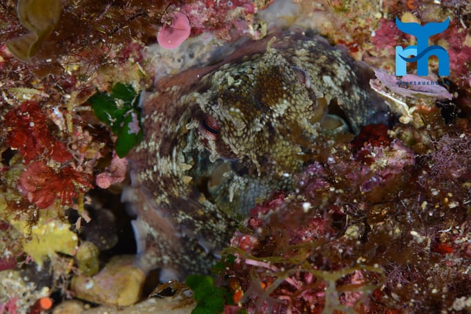  Perfekt getarnter Oktopus © Robert Hansen, Gozo Oktober 2015