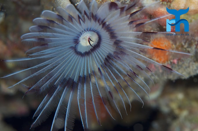  Pfauenfederwurm vor einem Schwamm © Robert Hansen, April 2016