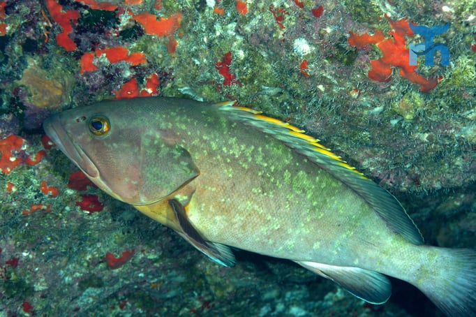  Brauner Zackenbarsch (Epinephelus marginatus) in einer Grotte © Robert Hansen