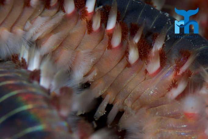  Bart-Feuerborstenwurm mit seinen giftigen Borstenbüscheln© Robert Hansen, April 2016
