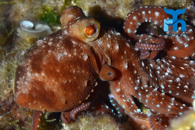  Der rote Oktopus weiss nicht so recht, ob er vor dem grellen Licht der Kameralampen fliehen soll © Robert Hansen, Gozo Oktober 2015
