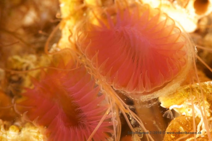  Röhrenwurm (myxicola infundibulum) © Robert Hansen