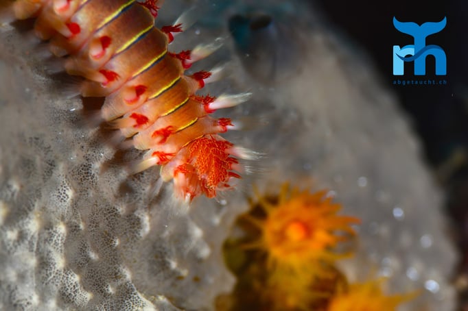  Feuerwürmer halten den Meeresboden sauber © Robert Hansen, Gozo Oktober 2015