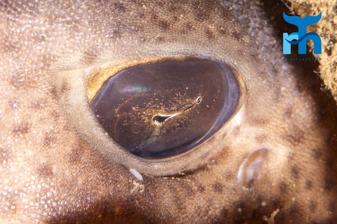  Auge in Auge mit einem Katzenhai © Robert Hansen
