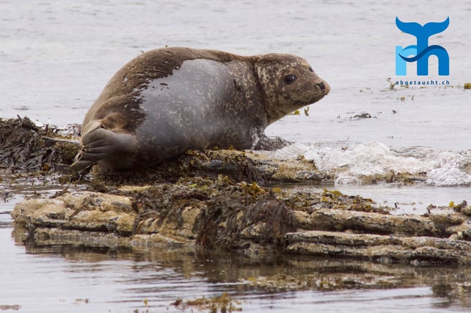 Eine Kegelrobbe ruht sich aus © Robert Hansen
