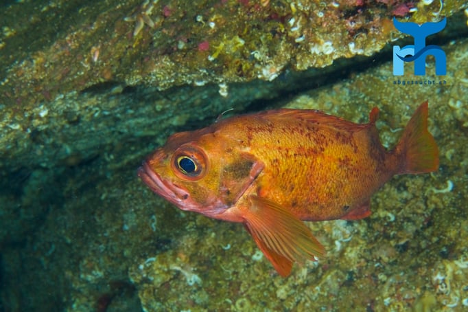  Rotbarsche sind ab 30 Metern Tiefe ständige Begleiter © Robert Hansen