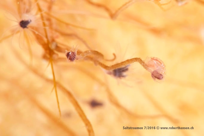  Suchbild: wer findet den Flohkrebs auf dem Blumenpolyp? © Robert Hansen