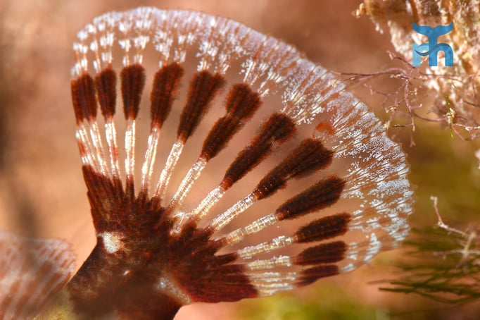  Nah dran an der feingliedrigen Flosse des Skorpionfisches © Robert Hansen