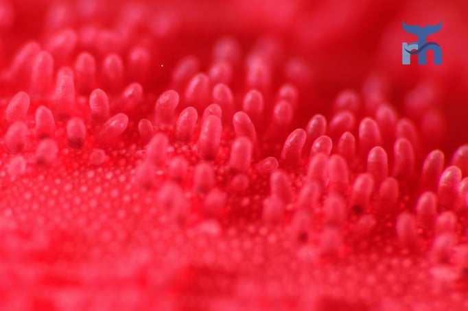  Ganz nah dran am Purpurseestern mit seiner warzigen Haut © Robert Hansen