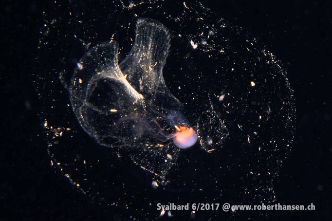  Irgend etwas Kleines © Robert Hansen